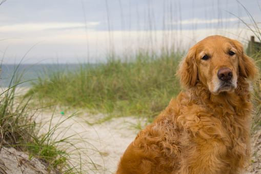 Golden retriever sitting in the sand with the ocean and dunes in the backgorund
