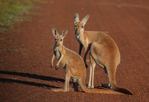 The kangaroo is a marsupial from the family Macropodidae. A wallaby is a mid-sized or small macropod found in Australia.