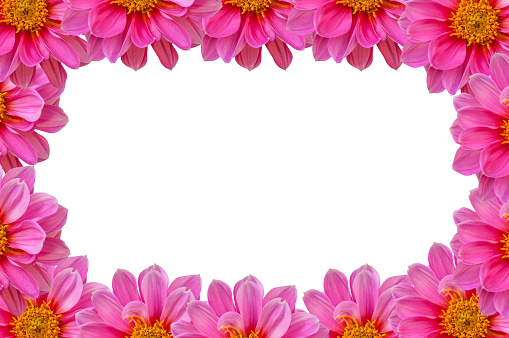 Pink dahilia flowers background