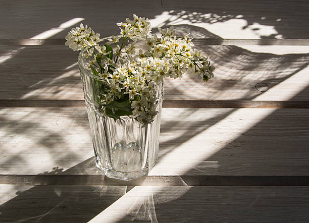 blossom of bird cherry on wooden table