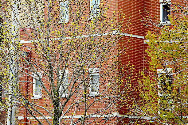 istock Spring trees on red brown brick residential building background 532858238