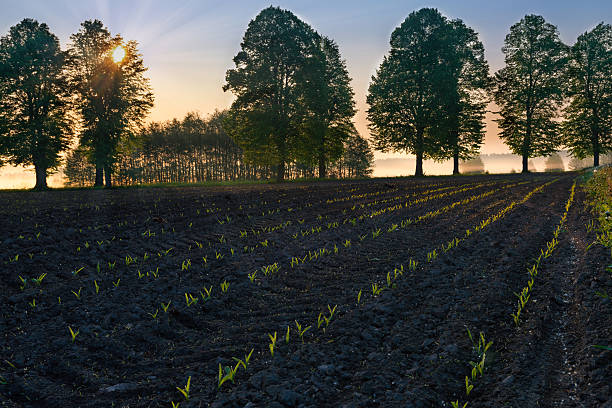 sol nace más de primavera campo 1 - morning cereal plant fog corn crop fotografías e imágenes de stock