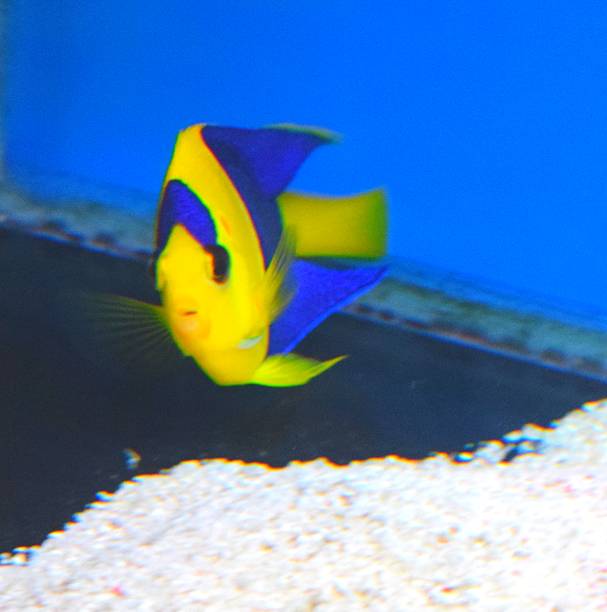 istock bicolour angle tropical fish in tank 532859506