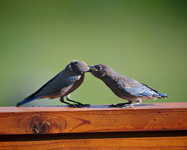 Jantar para pássaros azuis - foto de acervo
