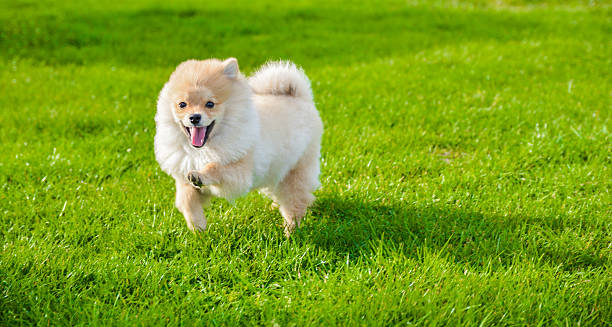Happy pomeranian dog running outdoors on green grass Happy pomeranian dog running outdoors on green grass spitz type dog stock pictures, royalty-free photos & images