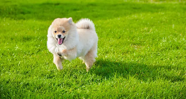 Happy pomeranian dog running outdoors on green grass