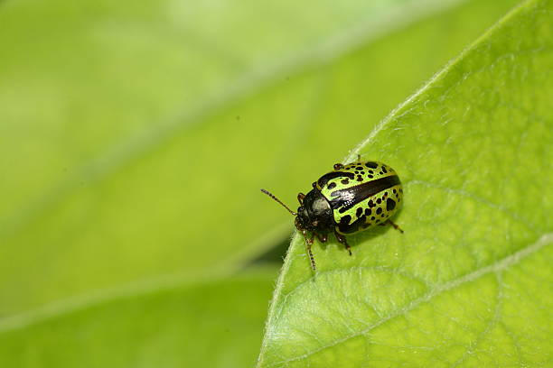 istock Green and black colorful beetle on leaves 532862482