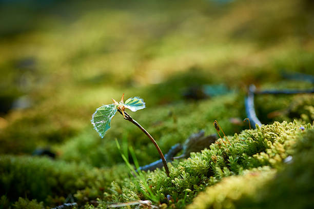 poco nueva haya árbol en el bosque con moss - beech leaf leaf green close up fotografías e imágenes de stock