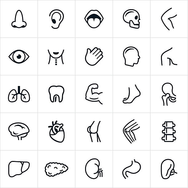 Human Anatomy Icons Icons of body parts and internal organs of the human body. The icons include a nose, ear, mouth, skull, knee, eye, throat, hand, head, shoulder, lungs, tooth, muscle, foot, hip, brain, heart, knee, bones, spine, liver, pancreas, kidney, stomach and spleen human limb stock illustrations