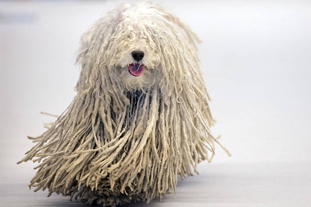 portrait of Rasta Poodle white dog coming to you