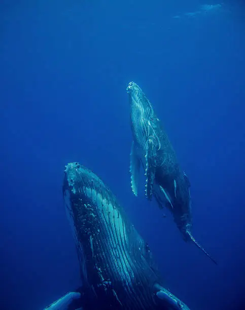 Photo of Whale and cub