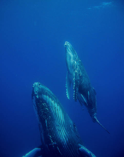 baleine et petit - hump - fotografias e filmes do acervo