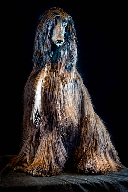 istock afghan greyhound dog portrait on black background 532864700