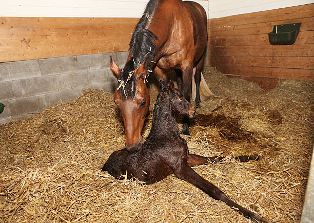 mare y potro después del nacimiento - foal mare horse newborn animal fotografías e imágenes de stock