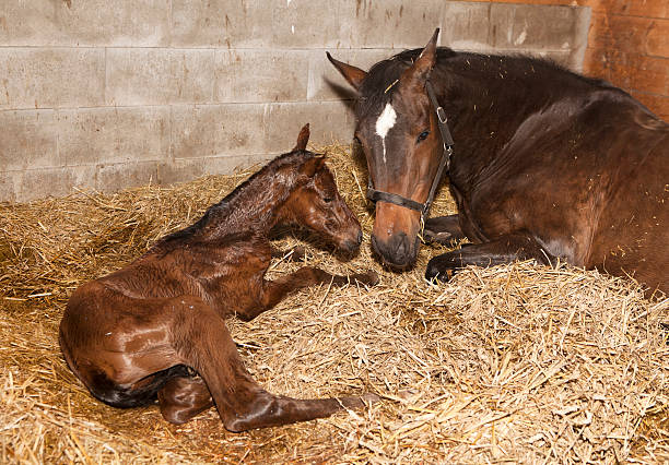 Mare with foal after birth a brown mare shortly after birth with her foal in a horse box filly stock pictures, royalty-free photos & images