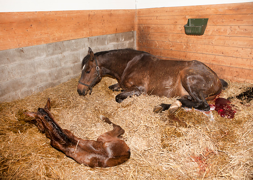 a brown mare shortly after birth with her foal in a horse box