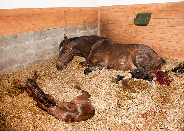 Mare gave birth to foals a brown mare shortly after birth with her foal in a horse box newborn horse stock pictures, royalty-free photos & images