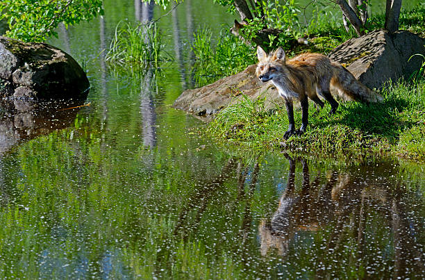 istock Red Fox surrounded with green shows his reflection in water. 532865062