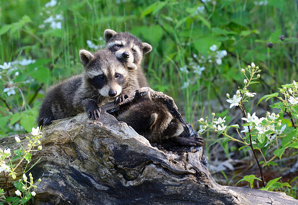istock Three baby raccoons playing on a hollow log. 532865566