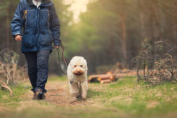 istock Person walking a dog in a forest 532865604