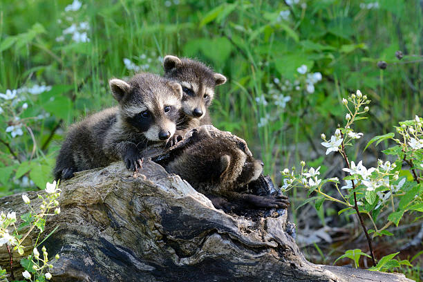 istock Baby raccoons playing on a hollow log. 532865696