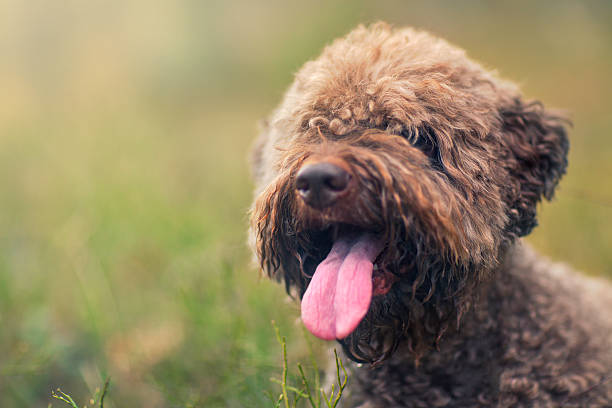 Brown Lagotto Portrait of a brown Lagotto Romagnolo (a.k.a. Italian Water Dog) outdoors. lagotto romagnolo stock pictures, royalty-free photos & images