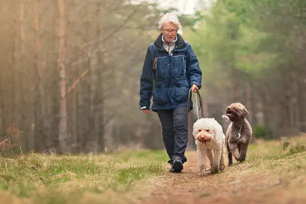 A retired woman out walking two dogs (Lagotto romagnolo) in a spring forest.