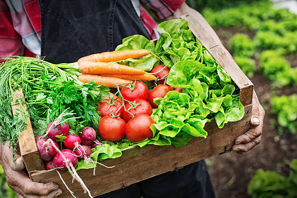 manos sosteniendo un barrote de llena de verduras frescas - wood carrot vegetable farm fotografías e imágenes de stock