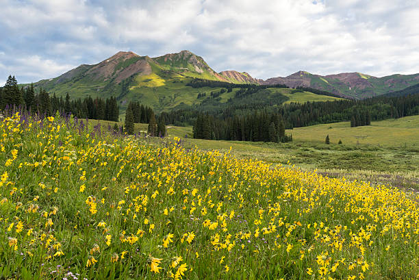 istock Mount Bellview from Gothic Campground in Colorado 532865788