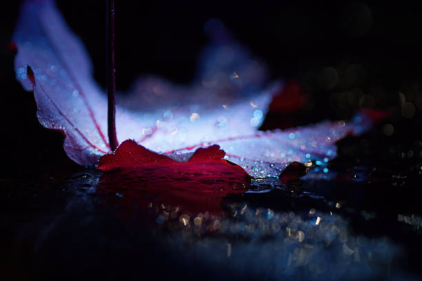istock Abstract contemporary, drenched autumn purple leaf, minimalist 532866687