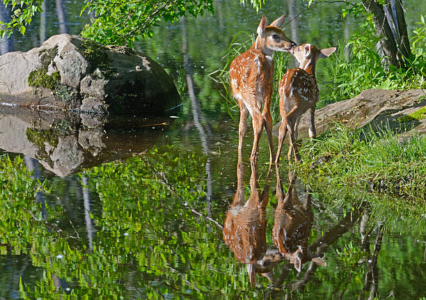 istock Two white tailed fawns show their water reflections. 532866790