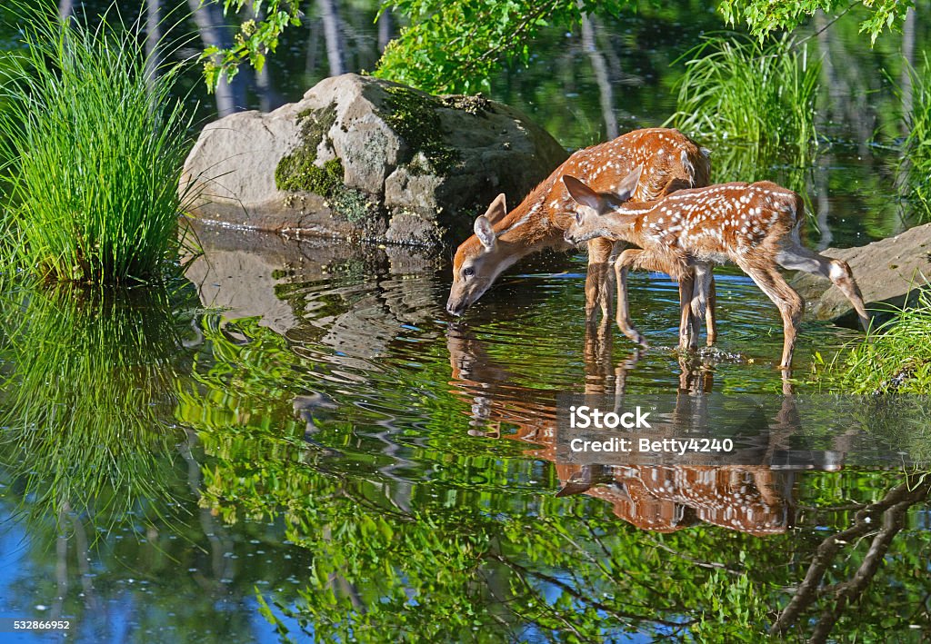 Two white tailed deer fawns reflections in clear water. white tailed deer, fawns Deer Stock Photo