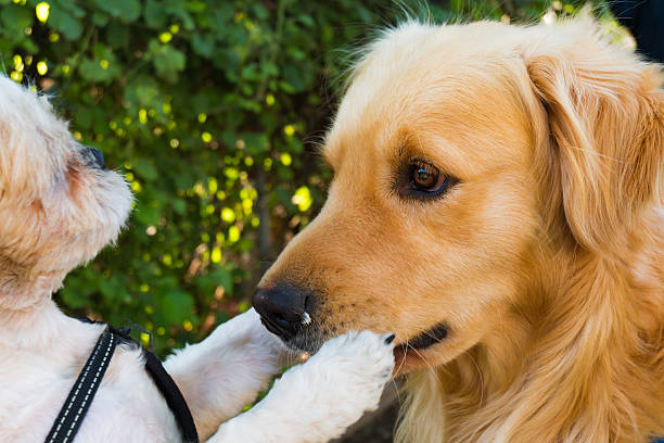 istock Retriever dog loved by a small dog 532867064