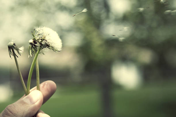 istock Dandelion on the meadow at sunlight background 532867088