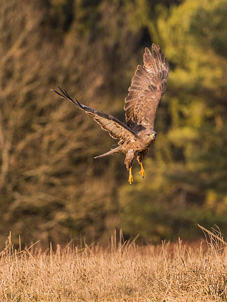 istock Beautiful Common Buzzard [Buteo Buteo] 532867197
