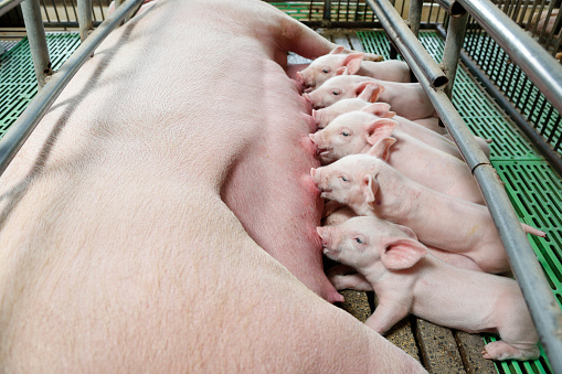 Little piglets suckling their mother at the pig factory