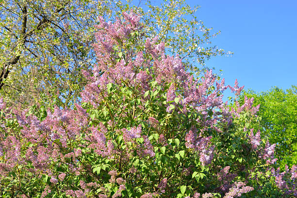 istock Beautiful lilac flowers. 532867664