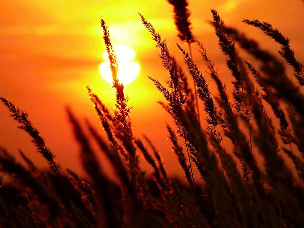 istock Sunset on a background of fiel 532867708