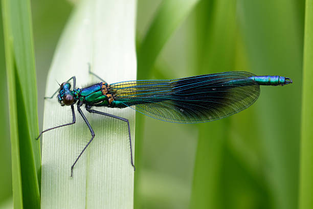 istock Male Banded Demoiselle (Calopteryx splendens) 532867934