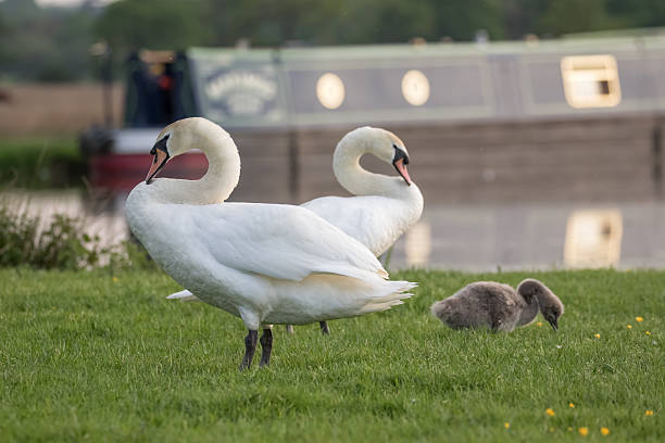 Mute Swan family, with cygnet Mute swan (Cygnus olor) family grazing by the river in the evening. small houseboats stock pictures, royalty-free photos & images
