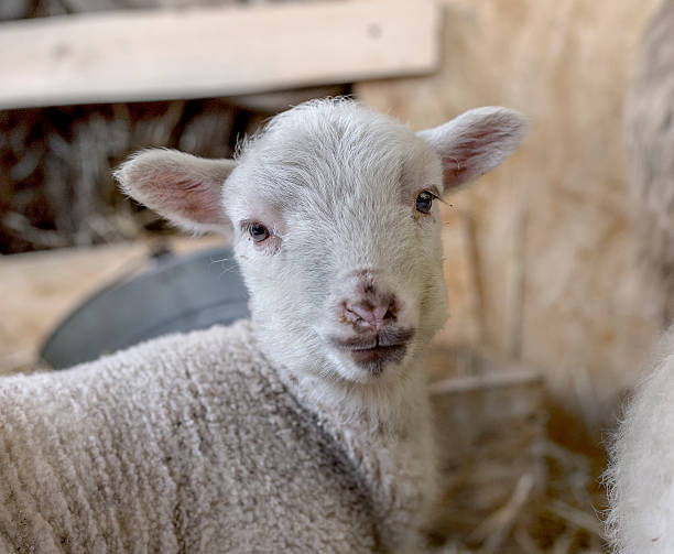 istock curious beautiful not shorn sheep with lamb 532868087