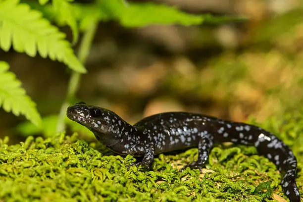 A close up of a Blue-spotted Salamander on a bed of moss.