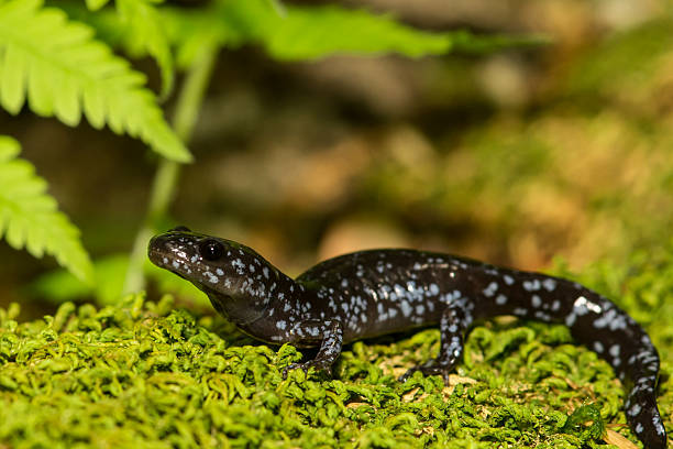 salamandra-malhado azul - spring forest scenics wetland - fotografias e filmes do acervo