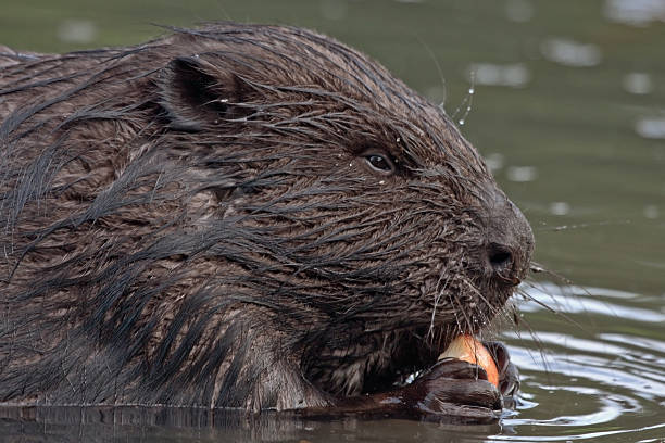 istock Close-up of eating beaver 532869819