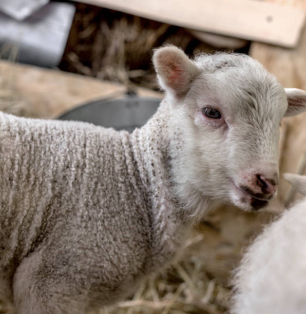 istock curious beautiful not shorn sheep with lamb 532869931