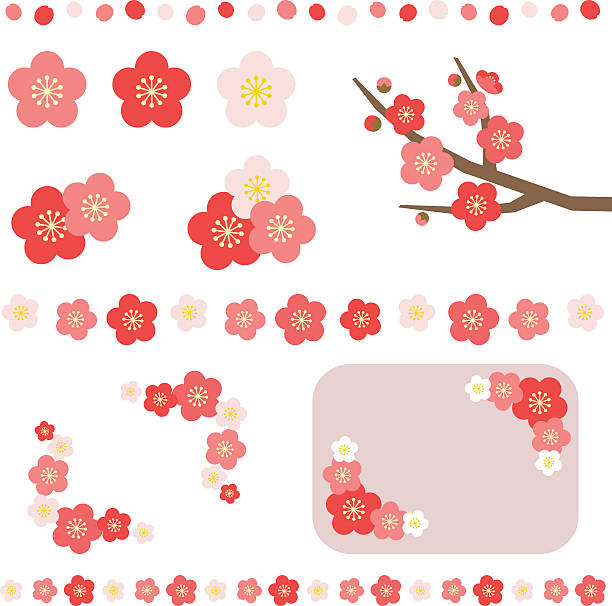 Set of apricot flower Set of apricot flower, isolated on white. blossom flower plum white stock illustrations