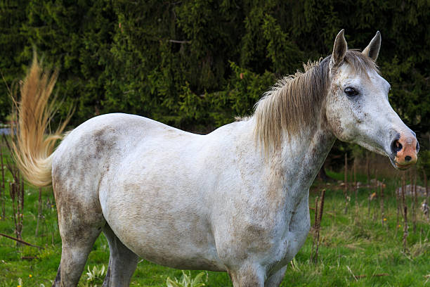 istock White horse in the forest 532870080
