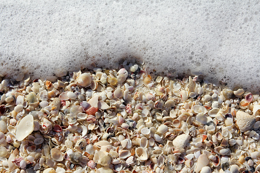 A background of a collection of beautiful and broken seashells from the ocean laying on a sunny beach, framed by ocean sea foam.