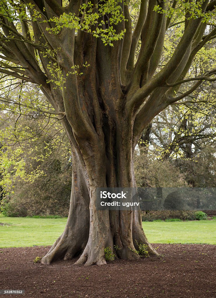 Very Tree Very Old Tree With Beautiful Trunk In Spring Stock Photo - Download ...
