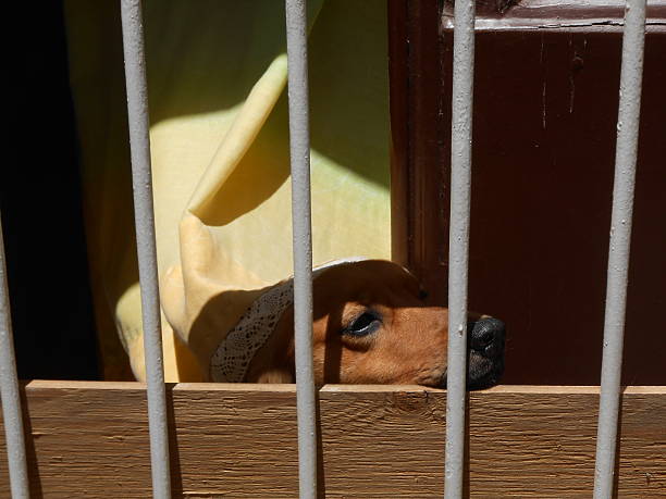 istock DOG IN THE WINDOW SICILY, ITALY 532870650